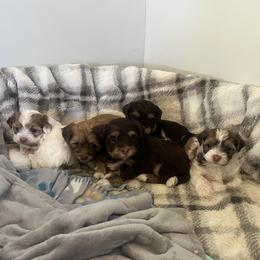 Anatolian Shepherd Dog and Havanese Puppies from Home with Havanese