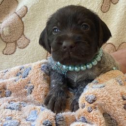 Wirehaired Pointing Griffon Puppies from Harmony Hills Griffons