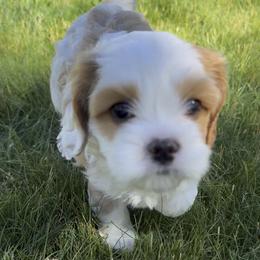 Sausage - Blenheim male Cavapoo puppy in Spanish Fork, Utah from Utah cavapoos