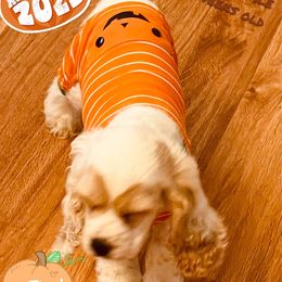 Cocker Spaniel Puppies from Angelic Cocker’s