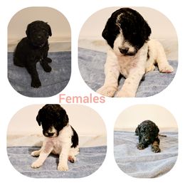 Poodle Puppies from Paw Print Poodles
