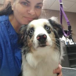 "Black Silk/Now Aspen" Miniature Australian Shepherd All Grown Up from Klatt's Mini Aussie's