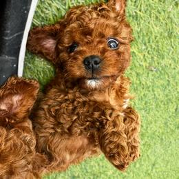 Australian Labradoodle, Bernedoodle, and Cavapoo Puppies from Doodles of Oz