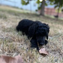 Poodle Puppies from Tyler Family Poodles