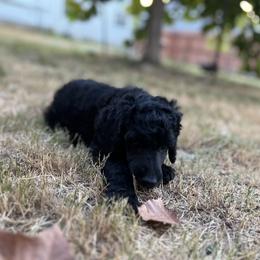 Poodle Puppies from Tyler Family Poodles