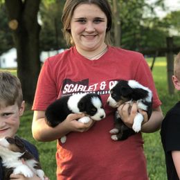Australian Shepherds from RLShearer Aussies
