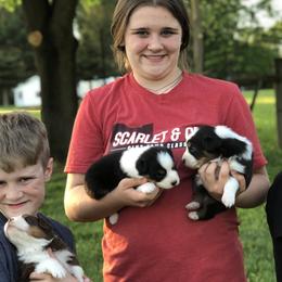 Australian Shepherds from RLShearer Aussies