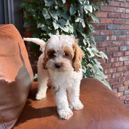 Cavapoo puppies from The Poodle Co. Raising Doodles & Poodles