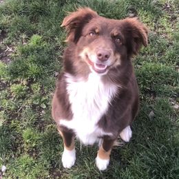 Monster - Miniature American Shepherd