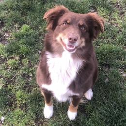 Monster - Miniature American Shepherd