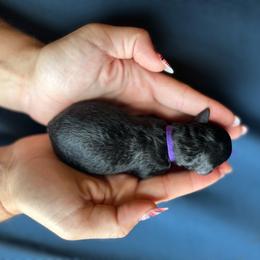 Mae - Phantom female Poodle puppy in Ardmore, Oklahoma from The Poodles of Green Acres