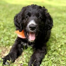 Poppy (Orange) - Black and white female Bernedoodle puppy in Noblesville, Indiana from NOB Bernedoodles