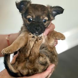 Chihuahua Puppies from Plum and Pom Kennel