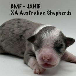 Janie - Blue merle female Australian Shepherd puppy in Gowen, Michigan from XA AUSTRALIAN SHEPHERDS