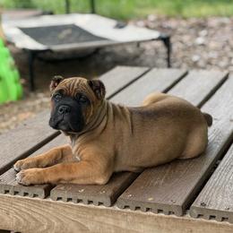 Purple collar - Fawn female Cane Corso puppy in Opelousas, Louisiana from Azelees Cane Corso