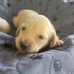 GIRL 2 - Cream female Dachshund puppy in Fort Worth, Texas from Chadwick Farms Mini Dachshunds