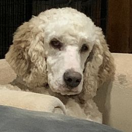 Bernedoodles and Cavalier King Charles Spaniels from ElaGant Acres