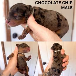 Chocolate chip - Merle male Goldendoodle puppy in Burleson, Texas from Kendall’s Kennel