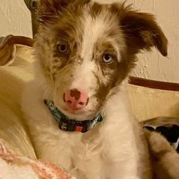 Border Collie Puppies from By Design Farm