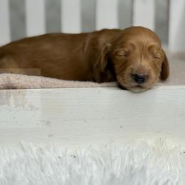 Iris - Red female Dachshund puppy in Goodyear, Arizona from D&C Royal Dachshunds LLC