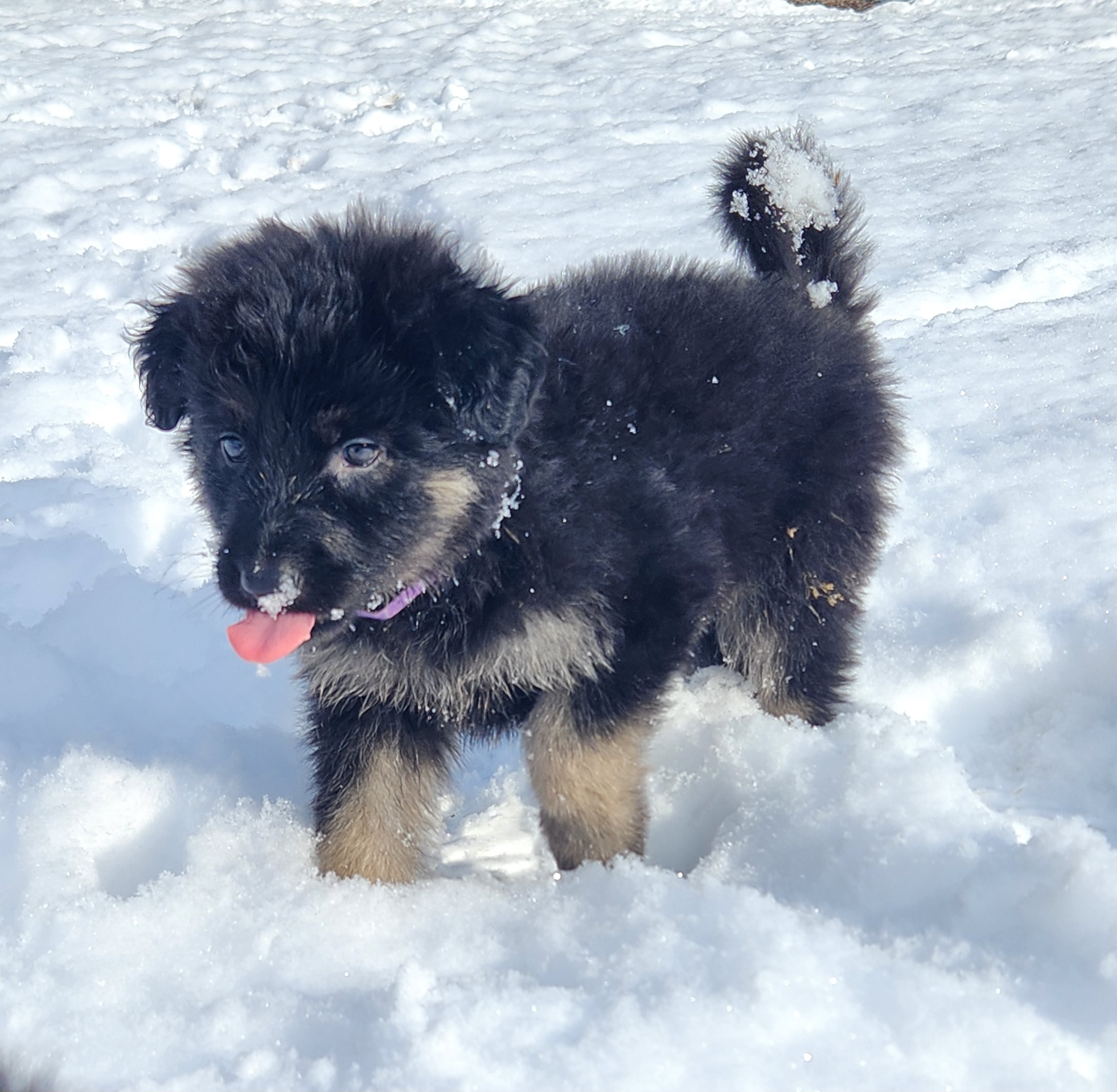 Girl 4 - Black and tan Shiloh Shepherd puppy in Charlo, Montana from IdleWilde Shilohs