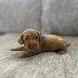 Light Blue - Buff male Cockapoo puppy in Maurice, Louisiana from Cajun Cockapoo’s