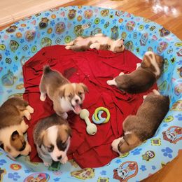 Pembroke Welsh Corgi Puppies from Joyce's Pembroke Welsh Corgis