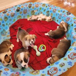 Pembroke Welsh Corgi Puppies from Joyce's Pembroke Welsh Corgis
