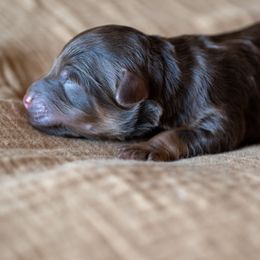 Linus - Brown male Schnoodle puppy in Grove, Oklahoma from Grand Lake Poodles & Doodles