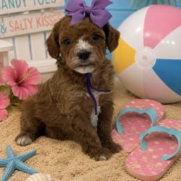 Purple bow - Red female Cavapoo puppy in Waskom, Texas from Pearls & Curls doodles & poodles