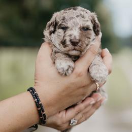 Sage - Red merle female Aussiedoodle puppy in Lake City, Florida from North Florida Poodles and Doodles