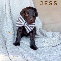 Jess - Chocolate male Goldendoodle puppy in Dallas County, Texas from Dream A Little Doodle