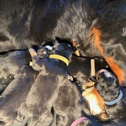 Reserve male puppy - Black rust and white male Bernese Mountain Dog puppy in Oakley, Idaho from Purple Sage Puppies Bernese Mountain Dogs