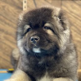 Caucasian Shepherd Dog Puppies from Sila V Krovi