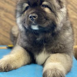 Caucasian Shepherd Dog Puppies from Sila V Krovi