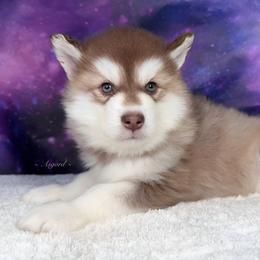 Purple collar - Red and white Alaskan Malamute puppy in Spokane, Washington from Asgard Wooly Malamutes
