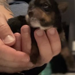 Girl 1 - Chocolate, tan and white Yorkshire Terrier puppy in Hope, Kansas from Emerald City Yorkie’s