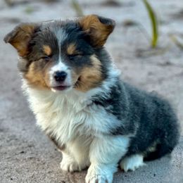 Pembroke Welsh Corgi Puppies from Storybook Corgis