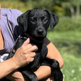 Orvieto Stronghold - Black male Labrador Retriever puppy in Richmond, Maine from King K9 Academy