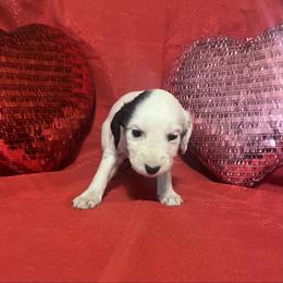 Pepper- Long Coat - White and black male Dalmatian puppy in Claremore, Oklahoma from Lotsofdots Dalmatians
