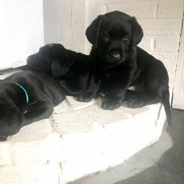 Labrador Retriever Puppies from Caledonia Labradors