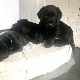 Labrador Retriever Puppies from Caledonia Labradors