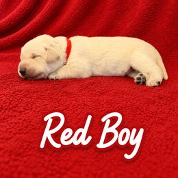 Red Collar Boy - Yellow male Labrador Retriever puppy in Las Vegas, Nevada from Lucky Labrador Retrievers