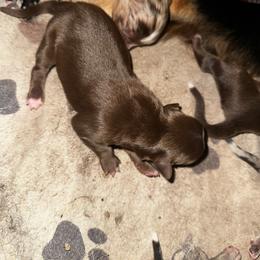 Wheezie - Red tri female Miniature Australian Shepherd puppy in Asheboro, North Carolina from Stellar Aussies