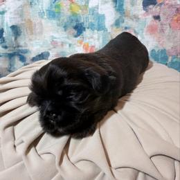 Snickers (Black collar) - Black and tan male Shih Tzu puppy in Sherman, Texas from Shannon’s Sugar Sweet Shih Tzu’s