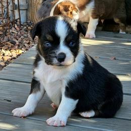 Sammy - Black tri male Toy Australian Shepherd puppy in Snowflake, Arizona from Halfpint Aussies