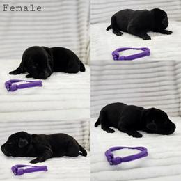 Purple Collar - Female - Black female Labrador Retriever puppy in Boyd, Minnesota from Lindley Labradors