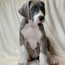 Great Dane Puppies from North Cedar Danes
