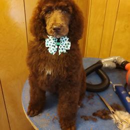 Poodle Puppies from Bettna standard poodle