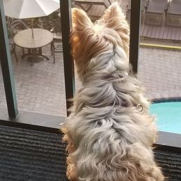 Yorkshire Terrier All Grown Up from Djidade Muhavi's Yorkshire Terriers